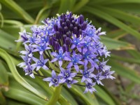 Scilla Peruviana