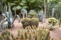 Jardin Majorelle, Yves Saint Laurent garden, front, Trichocereus huascha syn. Echinopsis huascha, middle left to right, Agave americana, Echinocactus grusonii, Agave murpheyi 'Variegata'