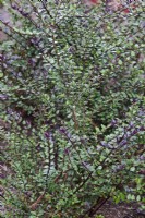 Lonicera nitida Garden Clouds 'Purple Storm' - September