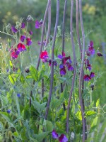 Lathyrus odoratus 'Matucana' - Sweet peas, June