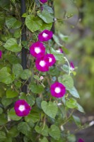 Ipomea purpurea 'Party Dress' - Morning Glory - August