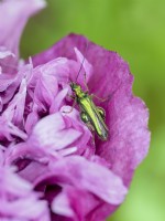 Oedemera nobilis - Thick-legged flower beetle - Male on poppy flower
