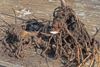 Potting up a Hedychium gardnerianum Kahili Ginger Lily sequence #1 - Removed from pot and root inspection