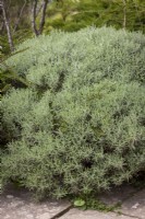 Santolina neapolitana AGM - Rosemary-leaved lavender cotton