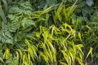 Hakonechloa macra 'Aureola' AGM - Golden Japanese forest grass