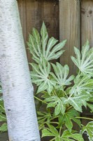 Fatsia japonica 'Spider's Web' - variegated caster oil plant, growing in the shade of a birch tree. June.