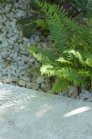 Polypodium vulgare. Detail of evergreen fern planted next to limestone paving with limestone chippings covering soil surface. June