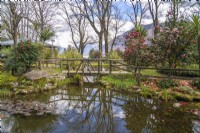 Spring park scene with a wooden bridge and water feature of ponds and streams among bushes of flowering Camellia and large old trees at the shore of Maggiore lake. 
Parco delle Camelie, Camellia Park, Locarno, Switzerland
