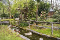 Spring park scene with a wooden fence and water feature of stream and pond among bushes of flowering Camellia and trees. 
