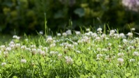 Trifolium repens - white clover - growing in a lawn