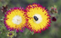 Drosanthemum bicolor - Dew plant and White Spotted Chafer Beetle