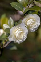 Camellia japonica 'Dahlonega' - syn 'Golden Anniversary'.
Parco delle Camelie, Camellia Park, Locarno, Switzerland