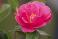 Camellia 'High Wide And Handsome'.
Parco delle Camelie, Camellia Park, Locarno, Switzerland