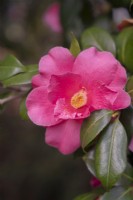 Camellia 'High Wide And Handsome'.
Parco delle Camelie, Camellia Park, Locarno, Switzerland