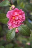 Camellia japonica 'Preston Rose'.
Parco delle Camelie, Camellia Park, Locarno, Switzerland
