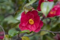 Camellia japonica 'Jean-Jacques Audubon'.
Parco delle Camelie, Camellia Park, Locarno, Switzerland