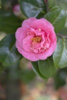 Camellia japonica, Seidel N 56.
Parco delle Camelie, Camellia Park, Locarno, Switzerland