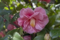 Camellia japonica 'Cloisonne'.
Parco delle Camelie, Camellia Park, Locarno, Switzerland
