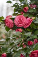 Camellia japonica 'Rosendale's Beauty'.
Parco delle Camelie, Camellia Park, Locarno, Switzerland