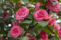 Camellia japonica 'Rosendale's Beauty'.
Parco delle Camelie, Camellia Park, Locarno, Switzerland
