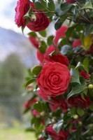  Camellia japonica 'Hippolyte Thoby'.
Parco delle Camelie, Camellia Park, Locarno, Switzerland