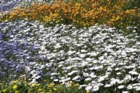 Ursinia calenduliflora - Namaqua Parachute Daisy and Dimorphotheca pluvialis - Rain Daisy - Cape Daisy and Felicia heterophylla - True Blue Daisy and Arctotis acaulis - September