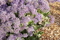 Limonium Perezii - Sea Lavender - November