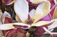 Very large flower of Magnolia soulangeana Satisfaction, April