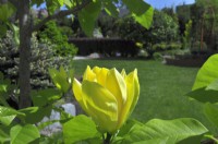 Yellow flowers of Magnolia brooklynensis Yellow Bird  in private garden.  May