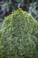 Picea glauca var. albertiana 'Alberta Globe' AGM - Alberta spruce