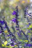 Salvia 'Amistad'