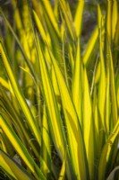 Yucca filamentosa 'Golden Sword' AGM - Needle palm
