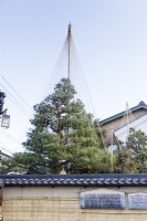 Garden wall viewed from outside the garden with with rope and bamboo wigwam on Pinus trees as protection against snow damage called Yukitsuri. 