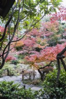 Garden view with path and trees with autumn colour.