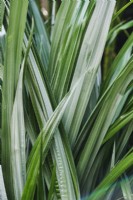 Astelia 'Silver Shadow' - closeup of evergreen grass