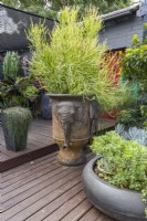 Large terracotta garden pot decorated with elephants heads planted with Euphorbia, Firesticks and a dish shaped bowl with succulents on a timber deck.