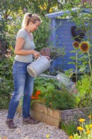 Creating an insecticide from Tanacetum vulgare - tansy by fermentation. Watering plants with a solution made from 
Tanacetum vulgare - tansy.