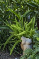 Corner detail of a shady sub-tropical garden featuring, a potted Foxtail fern, Heliconia and Philodendron, Xanadu. and a ceramic sculpture of a naked woman.