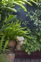 Corner detail of a shady sub-tropical garden featuring, a potted Foxtail fern, Heliconia and Philodendron, Xanadu. and a ceramic sculpture of a naked woman.