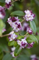 Daphne bholua 'Peter Smithers', February 