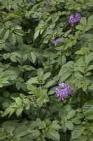 Solanum tuberosum - Potato 'Blue Danube' at Waterperry Gardens, July