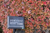 Shrub of Enkianthus perulatus in autumn colour with plant label in Japanese and English. 