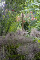 Allium cristophii seedheads in informal summery cottage border
