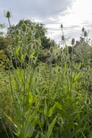 Teasels, Dipsacus fullonum