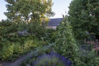 White flowered runner, bean trained over bamboo, wigwam, lavender, fruit, bushes, and Dahlia 'Totally Tangerine' in vegetable patch