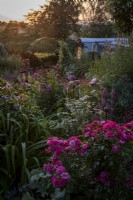 Late afternoon light on summery informal orders filled with pink, purple and blue perennial flowers.