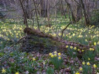 Narcissus pseudonarcissus, Wild Daffodils growing around a fallen tree log in woodland. March