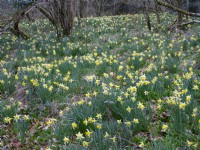 Narcissus pseudonarcissus, Wild Daffodils in woodland. March