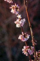 Abeliophyllum distichum 'Roseum'
- white forsythia - February