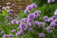 Allium schoenoprasum - chives - June